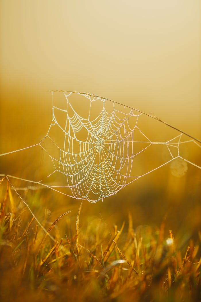A beautifully intricate spider web glistens in the morning dew against a golden backdrop.